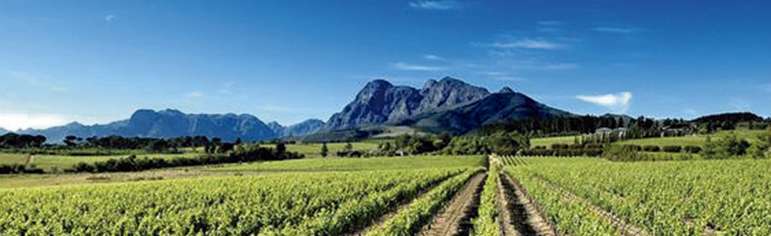 Vinos sudafricanos